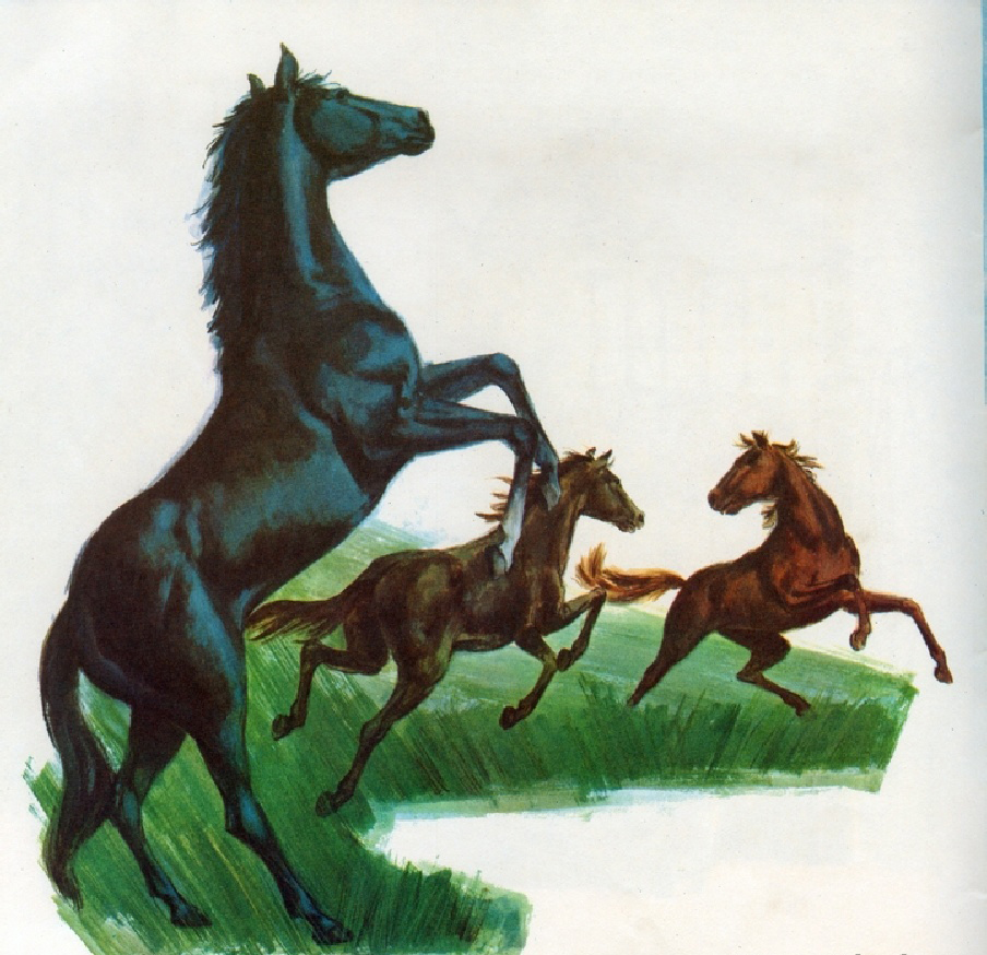 Black Beauty (08),绘本,绘本故事,绘本阅读,故事书,童书,图画书,课外阅读